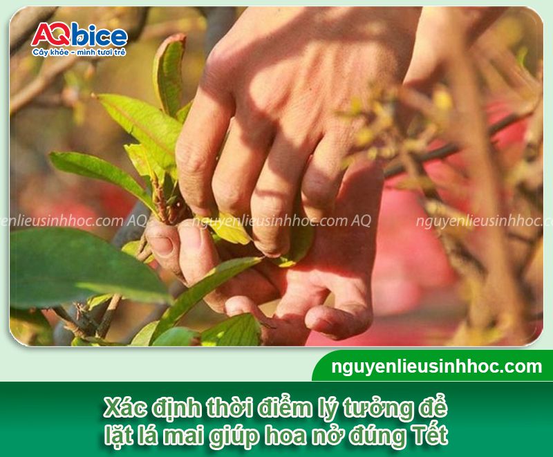 Cách hãm nụ mai nở sớm để chuẩn bị cho dịp Tết Nguyên Đán 3 Cách hãm nụ mai nở sớm chuẩn bị cho mùa hoa nở đúng Tết