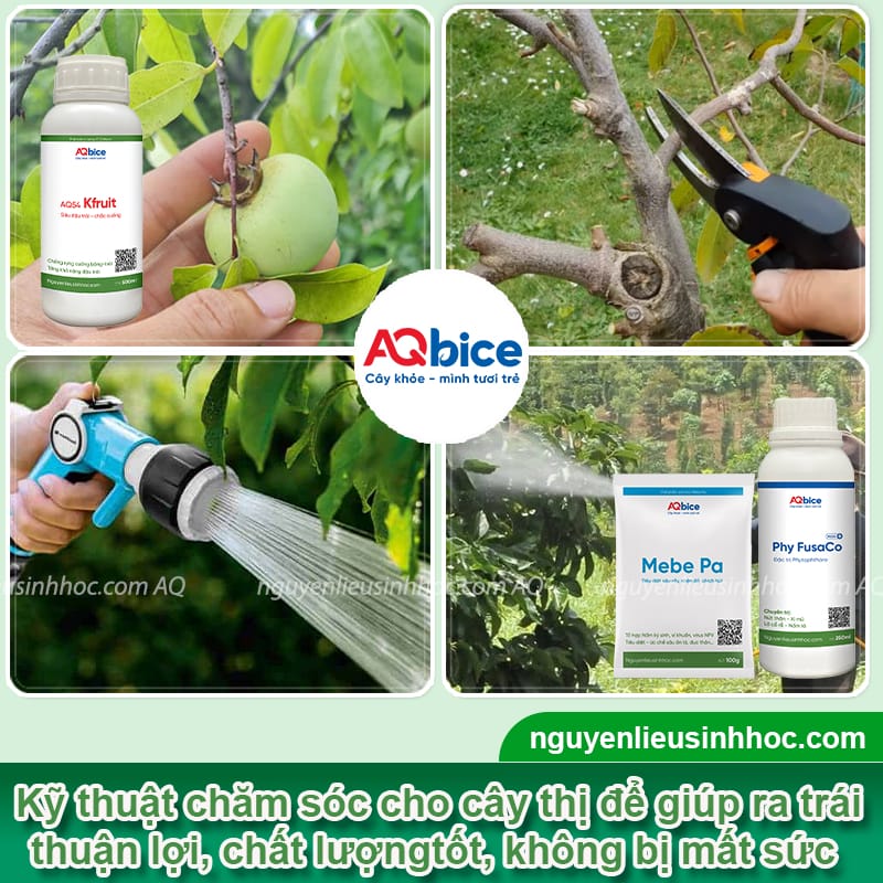 Cây thị trồng bao lâu có trái? Kỹ thuật chăm sóc để ra quả