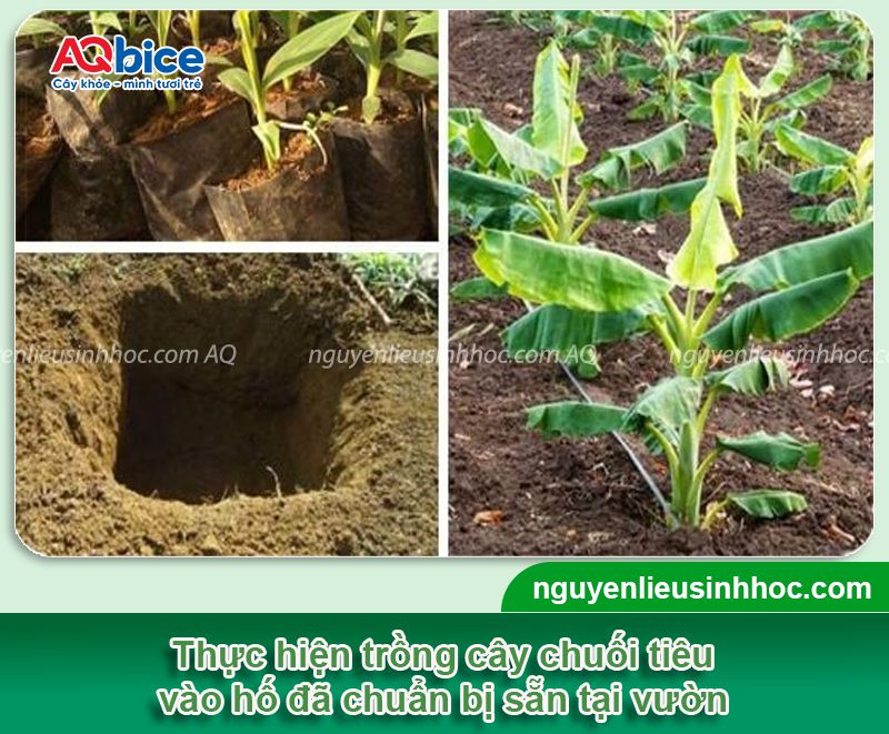 Cách trồng chuối tiêu hồng cho buồng đẹp, quả to bán Tết