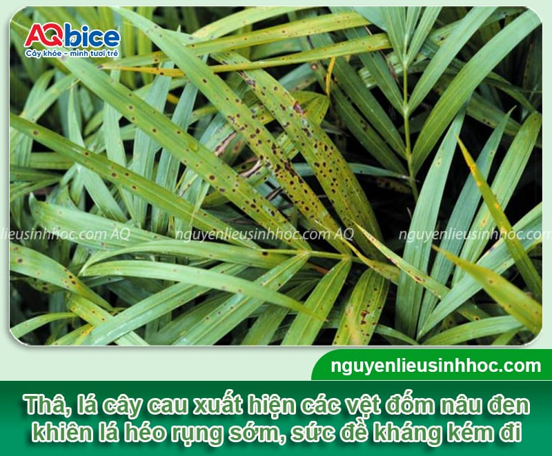 Các bệnh thường gặp ở cây cau: Triệu chứng và cách phòng trừ