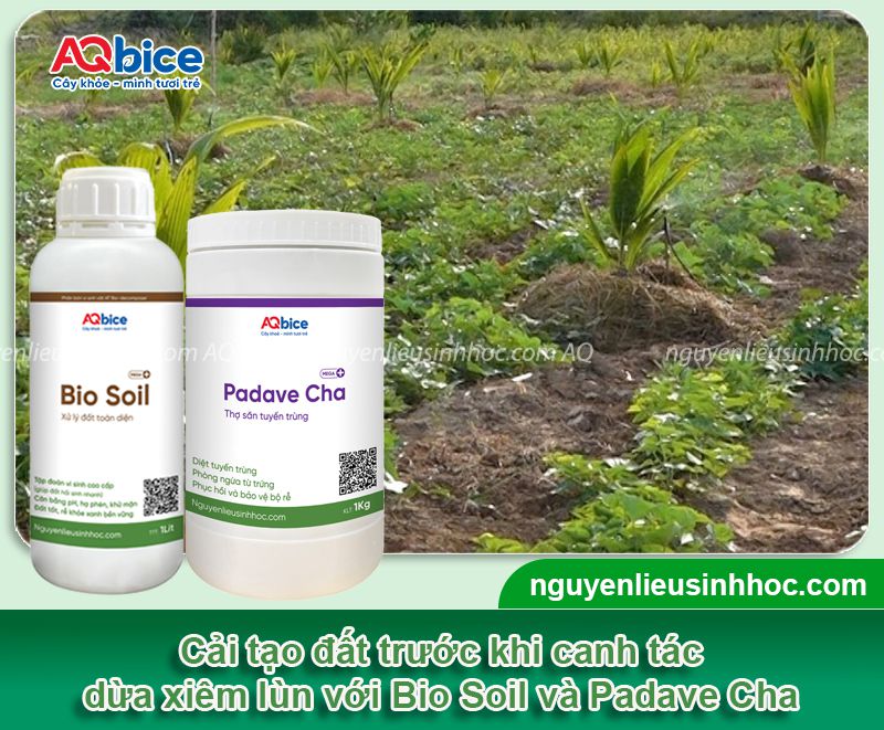 Kỹ thuật trồng dừa xiêm lùn và chăm sóc cây sai trĩu quả 2 Kỹ thuật trồng dừa xiêm lùn và chăm sóc cây sai trĩu quả