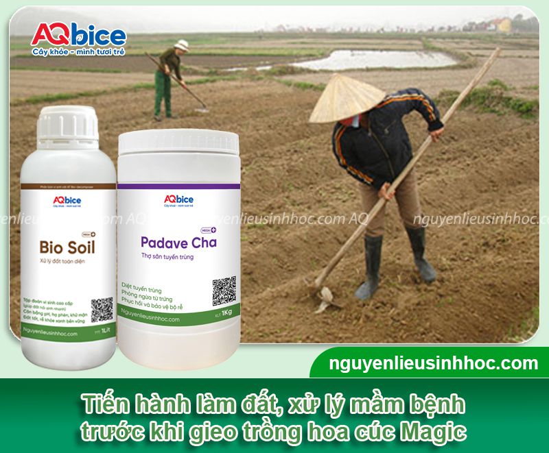 Cách trồng cúc Magic tại nhà và chăm hoa nở rực rỡ đón Tết 2 Cách trồng cúc Magic và chăm hoa nở rực rỡ đón Tết