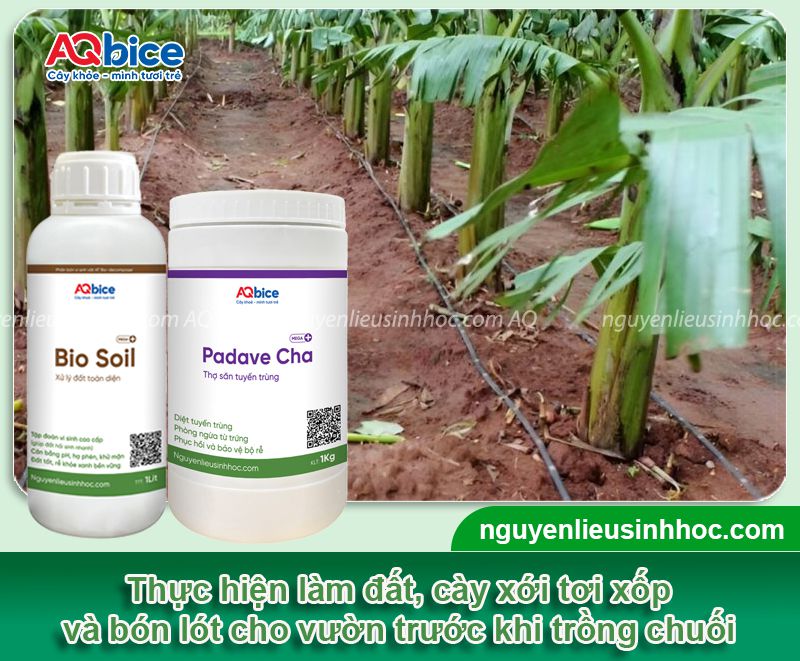 Cách trồng chuối tiêu hồng cho buồng đẹp, quả to bán Tết