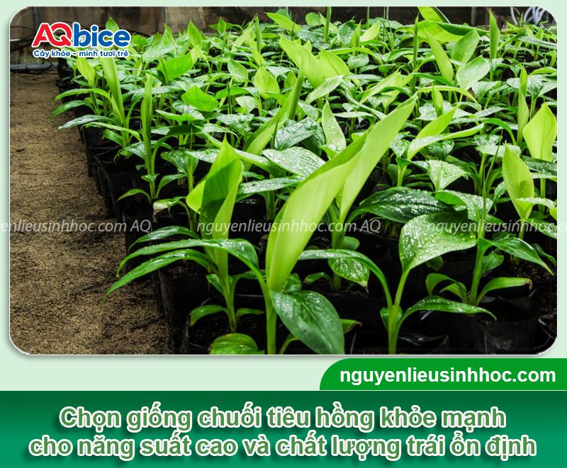 Cách trồng chuối tiêu hồng cho buồng đẹp, quả to bán Tết