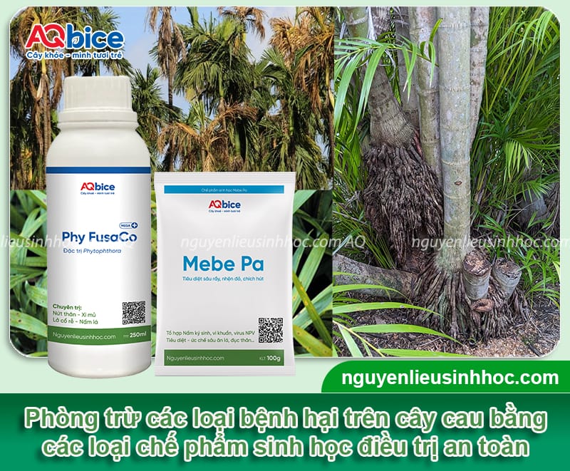 Các bệnh thường gặp ở cây cau: Triệu chứng và cách phòng trừ