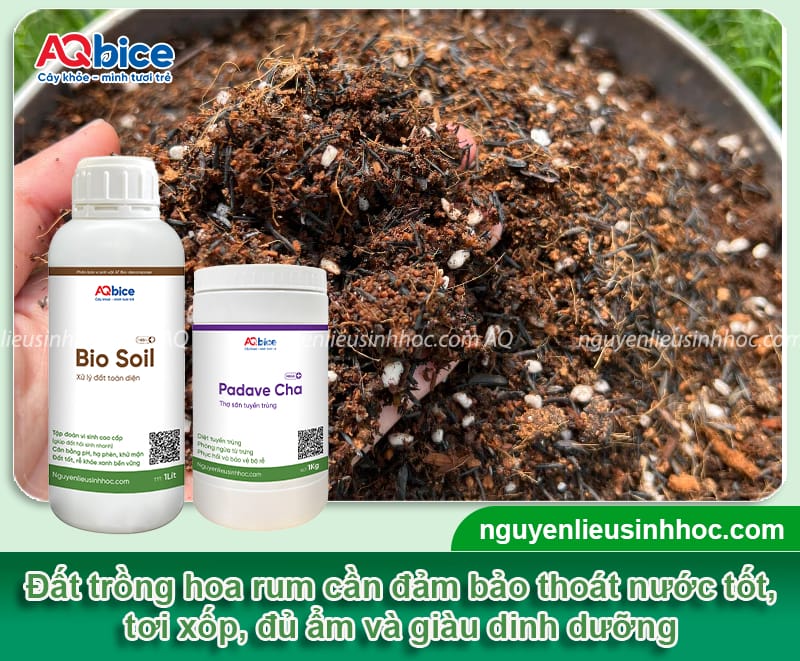 Cây hoa rum là gì? Cách trồng và chăm sóc hoa nở to, đẹp