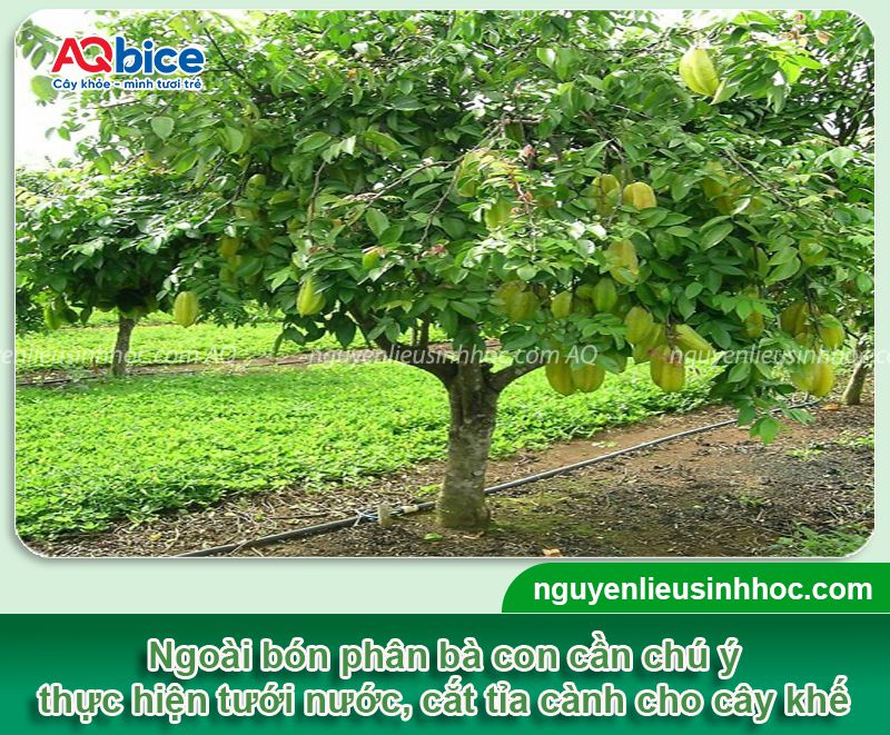 Hướng dẫn quy trình bón phân cho cây khế sai trĩu quả