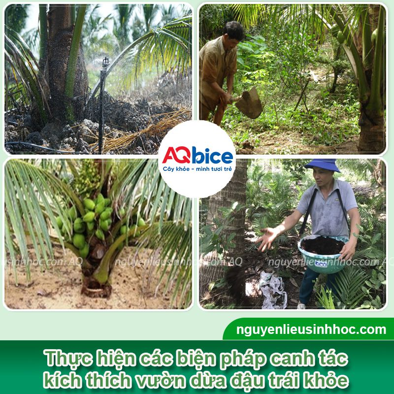 Kích thích dừa ra trái sai trĩu, ngọt nước, đậm vị, chuẩn chất lượng