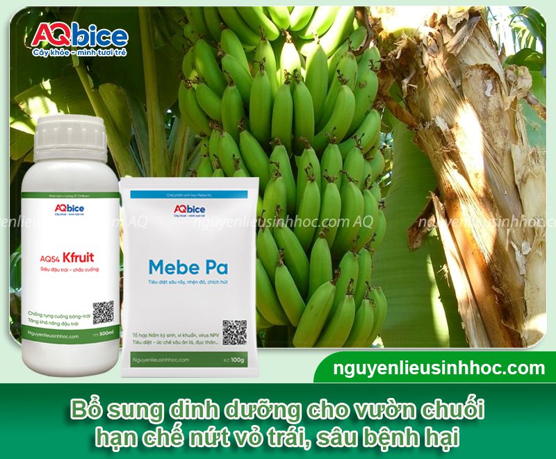 Chuối bị nứt trái: Nguyên nhân, cách khắc phục hiệu quả 3 Chuối bị nứt trái: Nguyên nhân, cách khắc phục hiệu quả