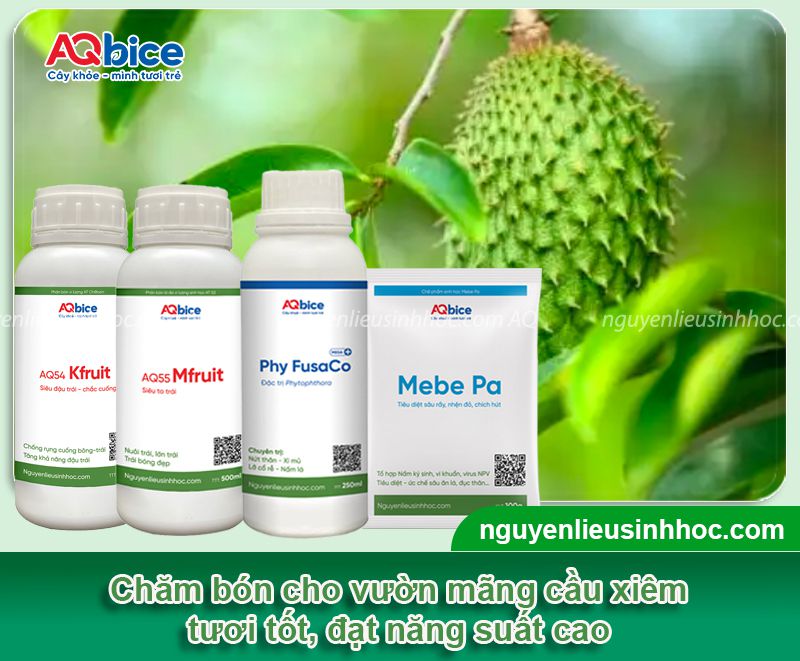 Cách tỉa cành cây mãng cầu xiêm đúng kỹ thuật, kích trái đậu nhiều