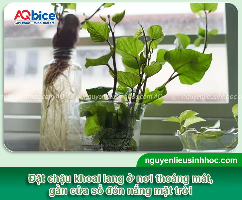 Trồng củ khoai lang làm cảnh bằng phương pháp thủy sinh tại nhà