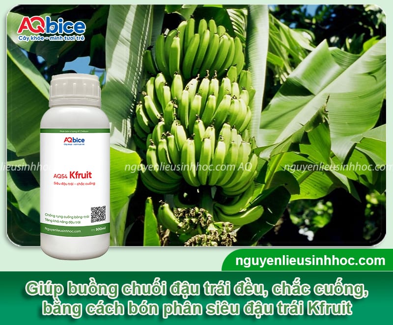 Hướng dẫn cách bón phân cho cây chuối theo từng giai đoạn