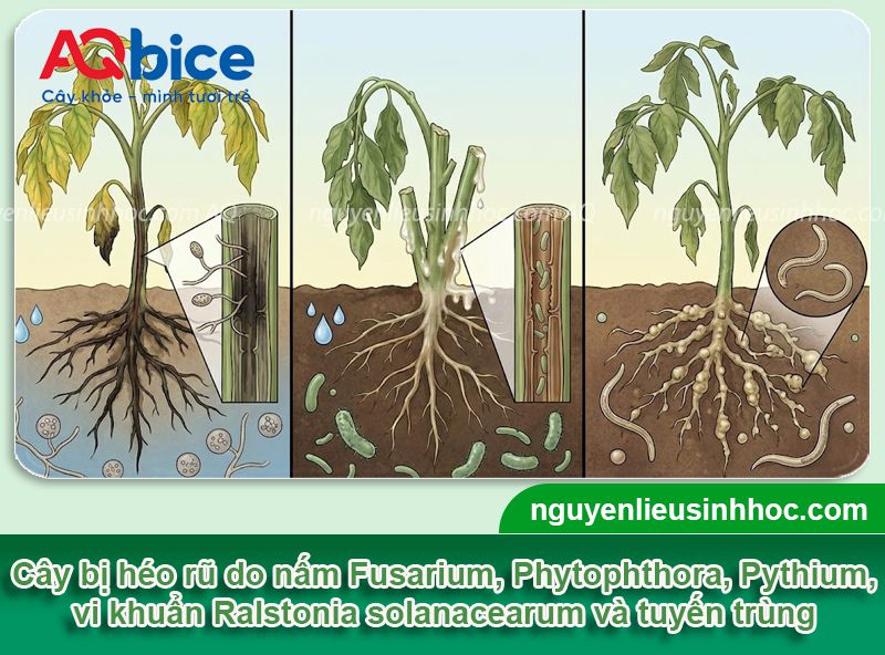 Bệnh héo rũ là gì? Nguyên nhân, dấu hiệu và thuốc đặc trị 2 Bệnh héo rũ là gì? Nguyên nhân, dấu hiệu và thuốc đặc trị