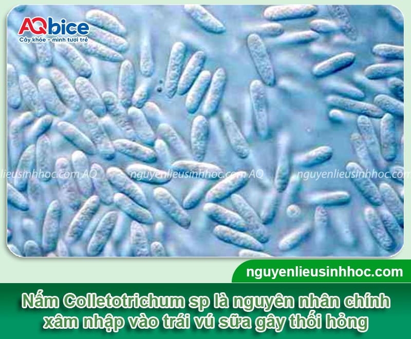 Nguyên nhân bệnh thối trái vú sữa và cách phòng trừ