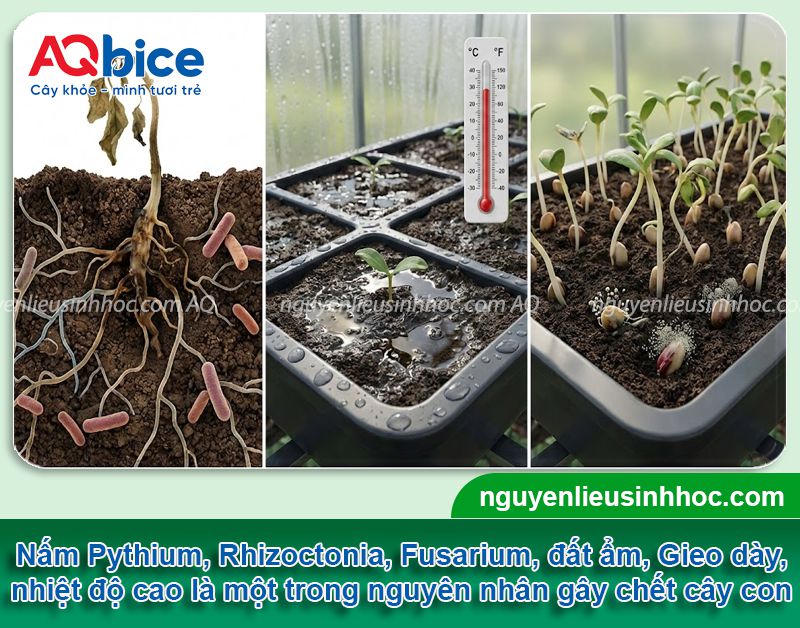 Bệnh chết rạp cây con là gì? Nguyên nhân và thuốc đặc trị