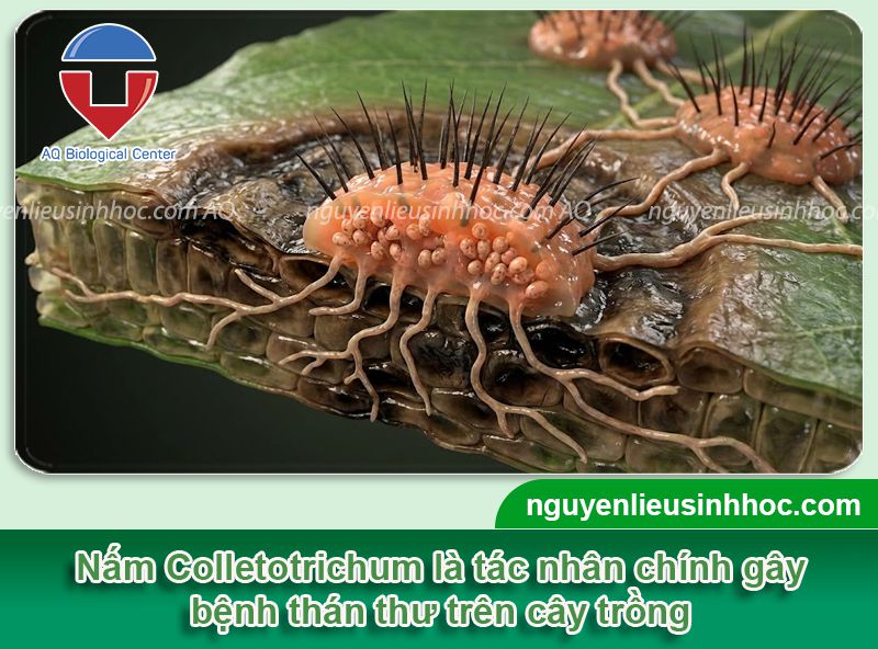 Bệnh thán thư là gì? Nguyên nhân, Dấu hiệu và thuốc đặc trị