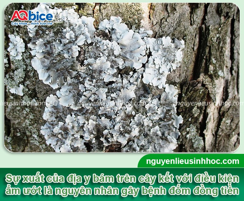 Bệnh đốm đồng tiền trên cây mai do đâu và Cách xử lý 2 Nguyên nhân bệnh đốm đồng tiền trên cây mai và cách điều trị