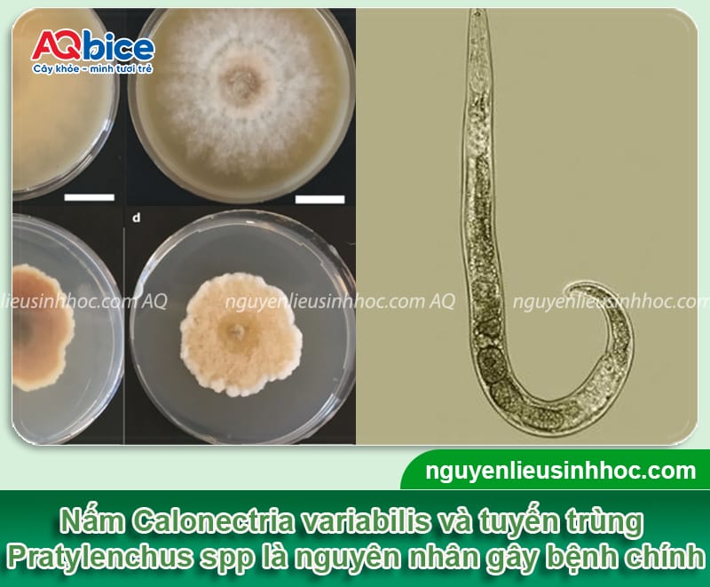 Nguyên nhân thối rễ mãng cầu xiêm và cách phòng trừ an toàn