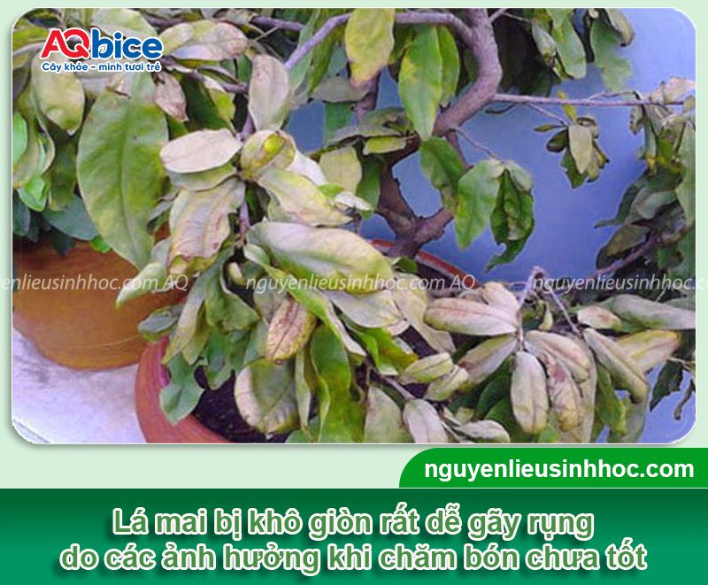 Lá mai bị khô giòn: Nguyên nhân, cách khắc phục hiệu quả 2 Lá mai bị khô giòn: Nguyên nhân, cách khắc phục hiệu quả