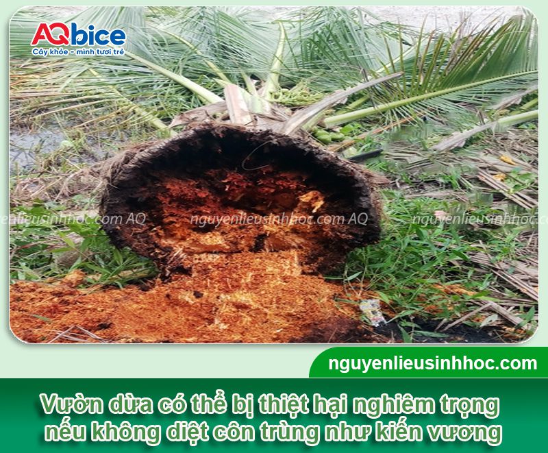 Top các cách diệt kiến vương hại dừa hiệu quả triệt để 3 Top các cách diệt kiến vương hại dừa hiệu quả, an toàn