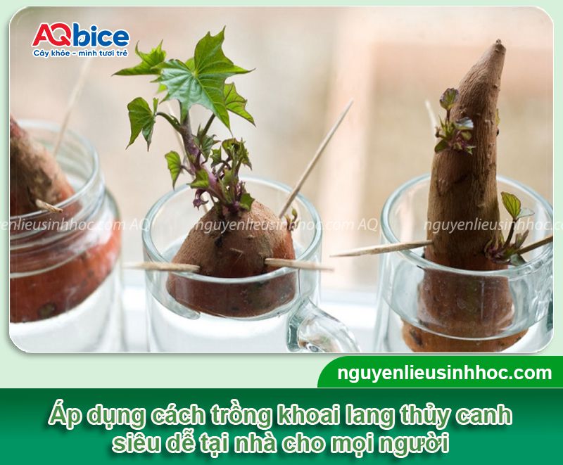 Trồng củ khoai lang làm cảnh bằng phương pháp thủy sinh tại nhà