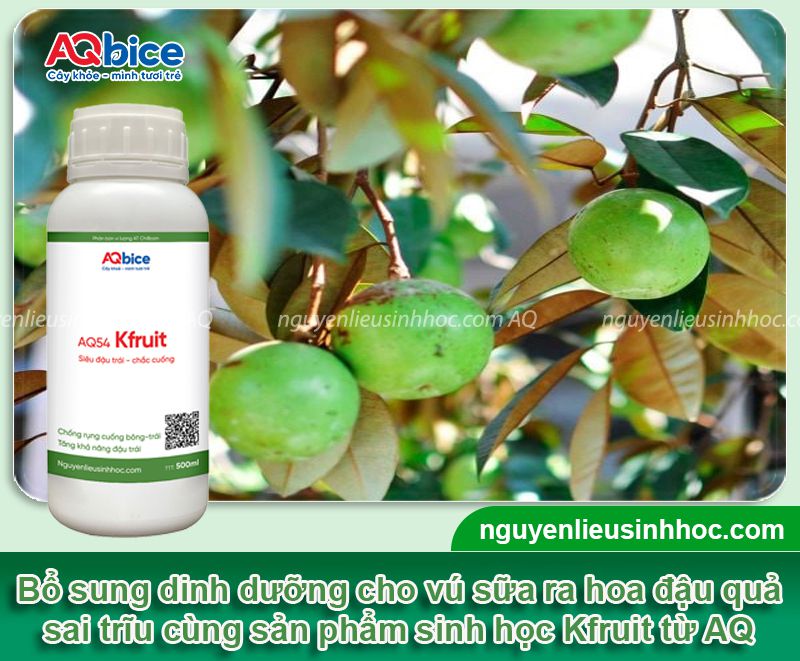 Cách làm cho cây vú sữa ra quả đúng mùa, sai trĩu cành