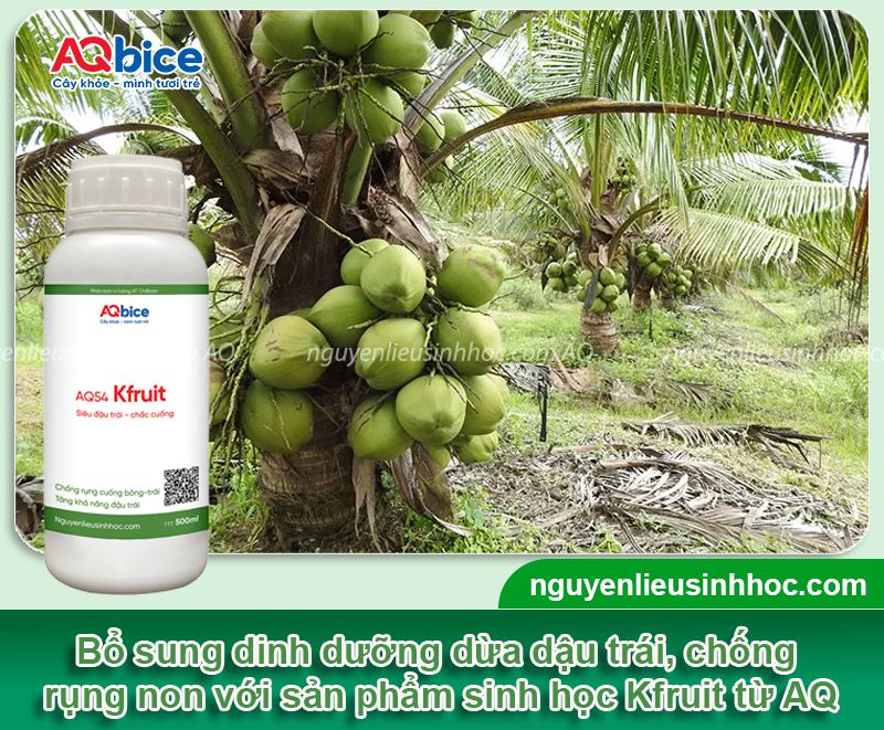 Kích thích dừa ra trái sai trĩu, ngọt nước, đậm vị, chuẩn chất lượng