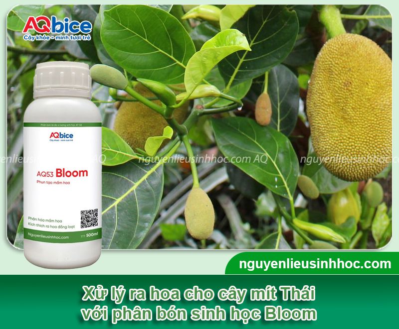 Xử lý ra hoa mít Thái đồng loạt giúp tăng tỷ lệ đậu trái 3 Xử lý ra hoa mít Thái đồng loạt tăng tỷ lệ đậu trái chống rụng non