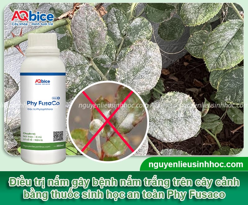 Bệnh đốm trắng trên cây cảnh: Nguyên nhân và cách điều trị