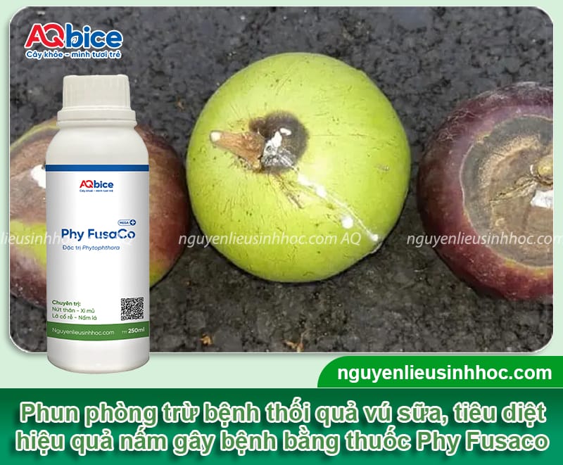 Nguyên nhân bệnh thối trái vú sữa và cách phòng trừ