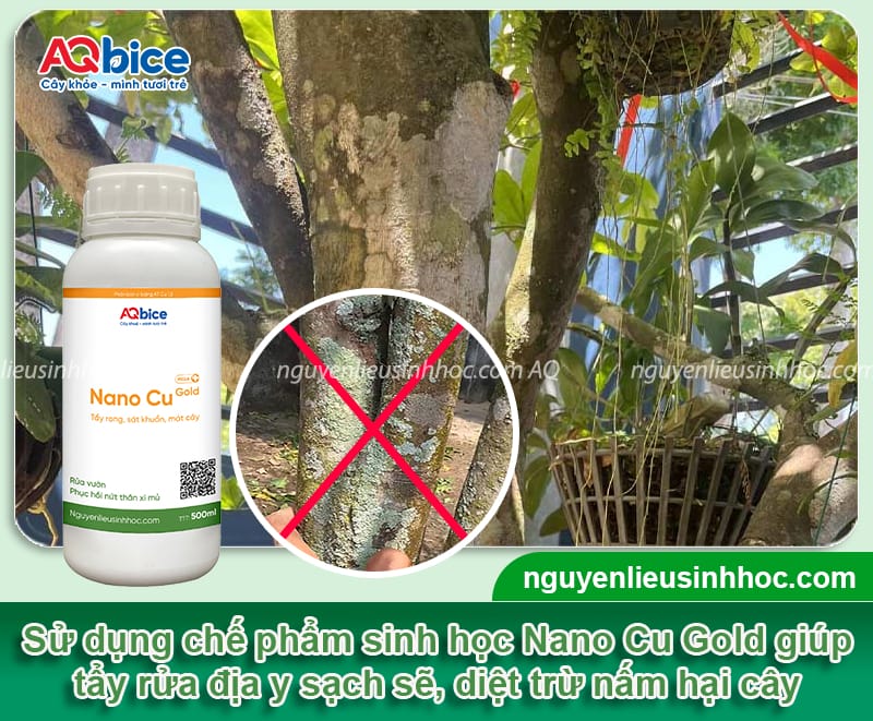 Bệnh đốm đồng tiền trên cây mai do đâu và Cách xử lý 5 Nguyên nhân bệnh đốm đồng tiền trên cây mai và cách điều trị