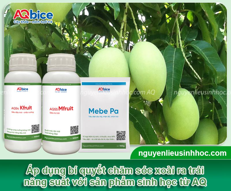 Bí quyết trồng xoài trong chậu sai trĩu quả, ít sâu bệnh 3 Bí quyết trồng xoài trong chậu sai trĩu quả, ít sâu bệnh