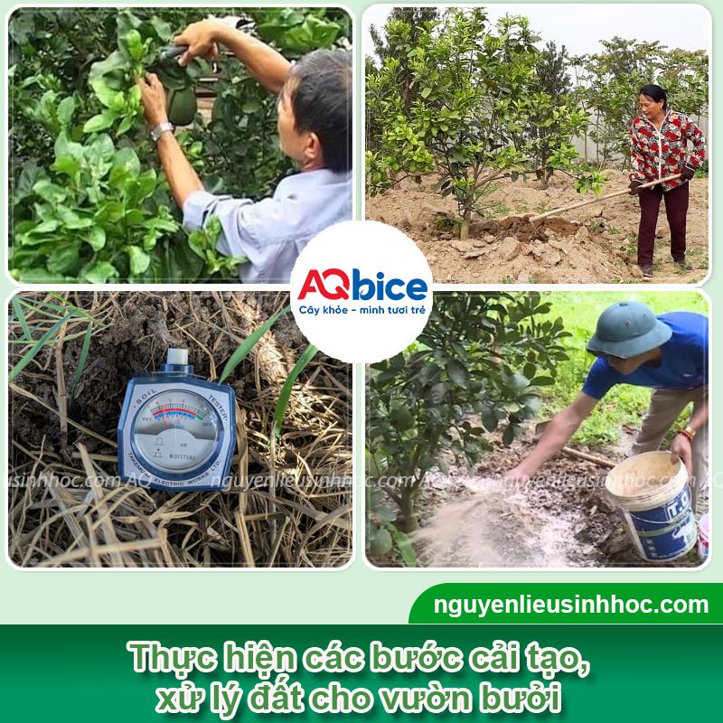 Cách cải tạo đất trồng bưởi đúng kỹ thuật, sạch mầm bệnh