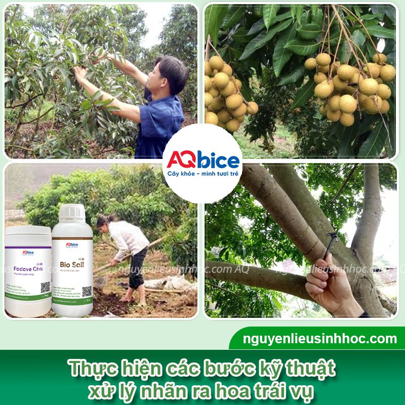 Cách xử lý nhãn ra hoa nghịch vụ đúng kỹ thuật, tăng tỷ lệ đậu trái