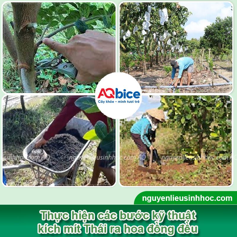 Xử lý ra hoa mít Thái đồng loạt giúp tăng tỷ lệ đậu trái 2 Xử lý ra hoa mít Thái đồng loạt tăng tỷ lệ đậu trái chống rụng non
