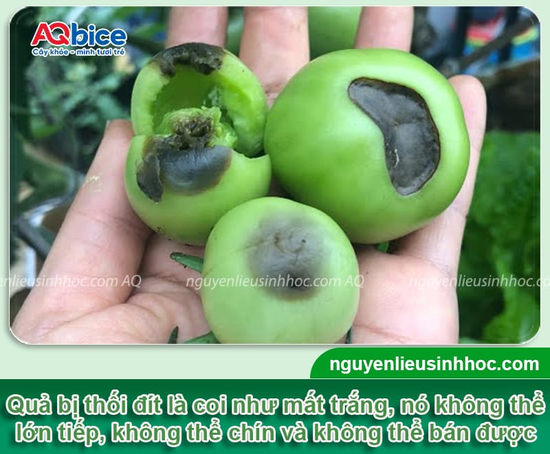 Cà chua bị thối đít trái do đâu và Cách trị dứt điểm 3 Cà chua bị thối đít trái do đâu và Cách trị dứt điểm