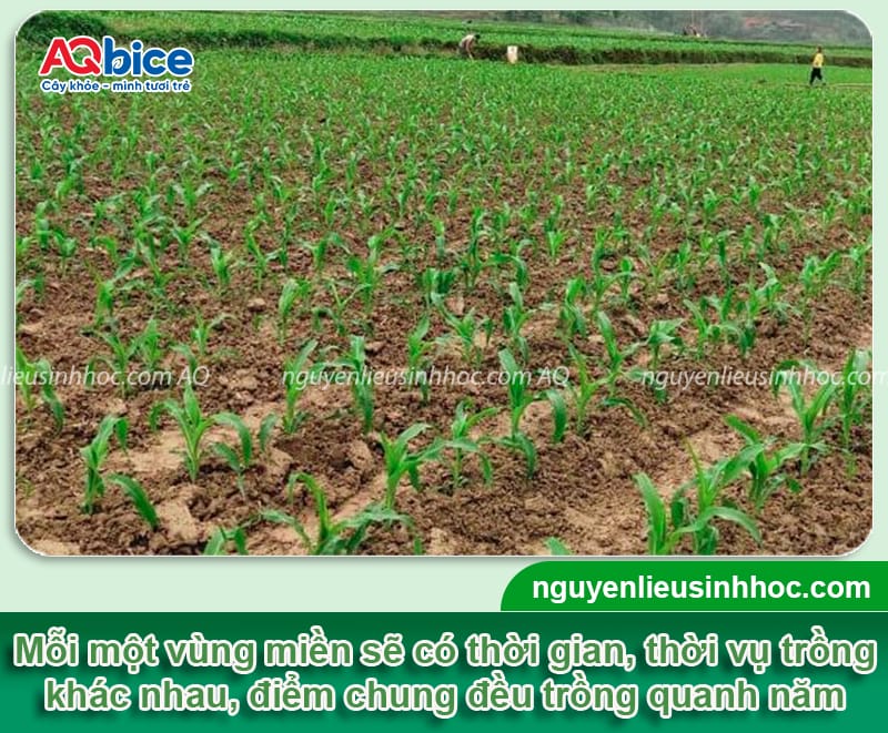 Thời vụ trồng ngô ngọt ở miền Bắc để cây khỏe, trái nhiều 2 Thời vụ trồng ngô ngọt ở miền Bắc theo từng vùng ở nơi đây