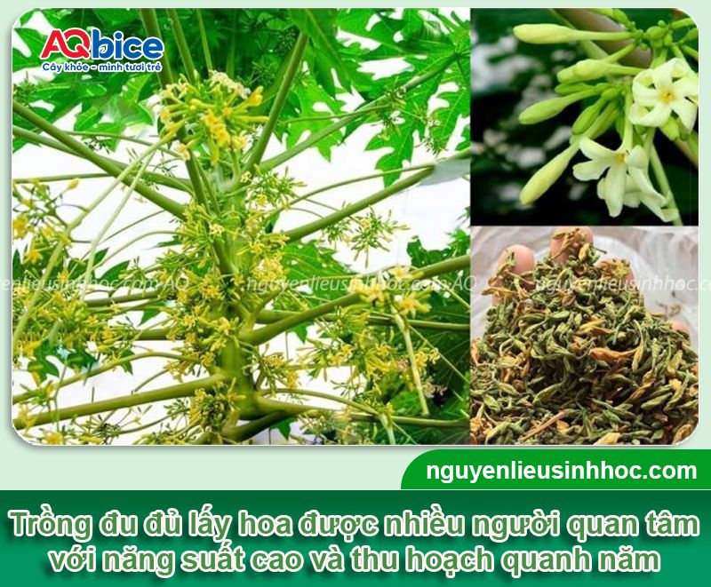 Hướng dẫn cách trồng đu đủ đực lấy hoa quanh năm 3 Cách trồng đu đủ đực lấy hoa và chăm bón thu hoạch quanh năm