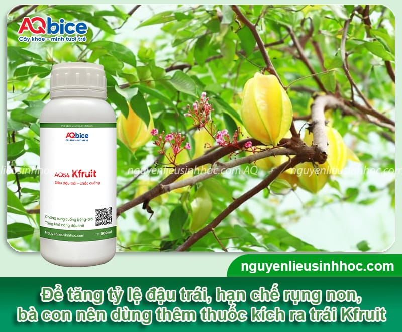 Cách kích khế ra trái đơn giản, đảm bảo năng suất vượt trội