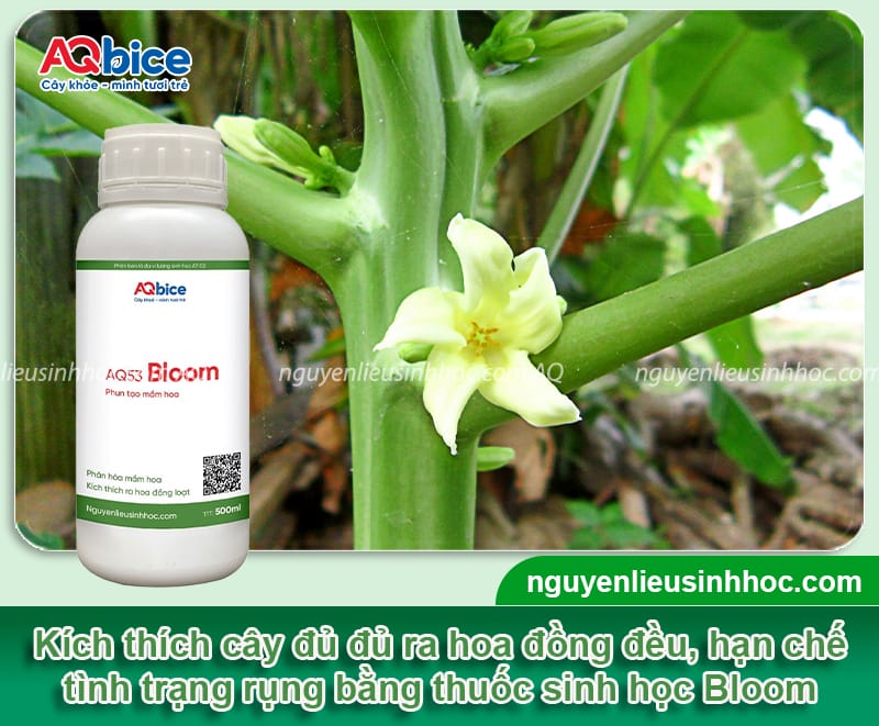 Kỹ thuật kích thích đu đủ ra hoa, đảm bảo tỷ lệ đậu trái cao 4 Kỹ thuật kích thích đu đủ ra hoa, đảm bảo tỷ lệ đậu trái cao