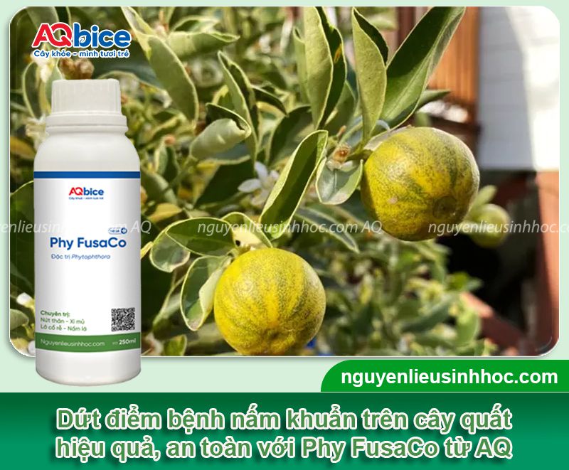 Các bệnh thường gặp ở cây quất: Phòng trị hiệu quả