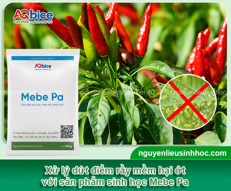 Rầy mềm hại ớt: Đặc điểm nhận biết, cách phòng trừ hiệu quả