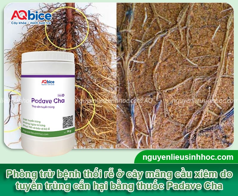 Nguyên nhân thối rễ mãng cầu xiêm và cách phòng trừ an toàn