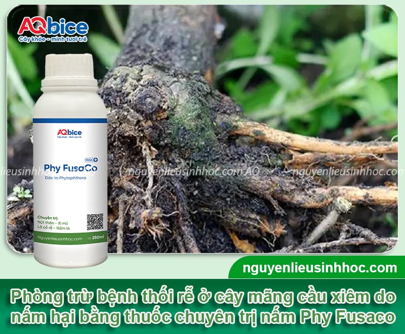 Nguyên nhân thối rễ mãng cầu xiêm và cách phòng trừ an toàn