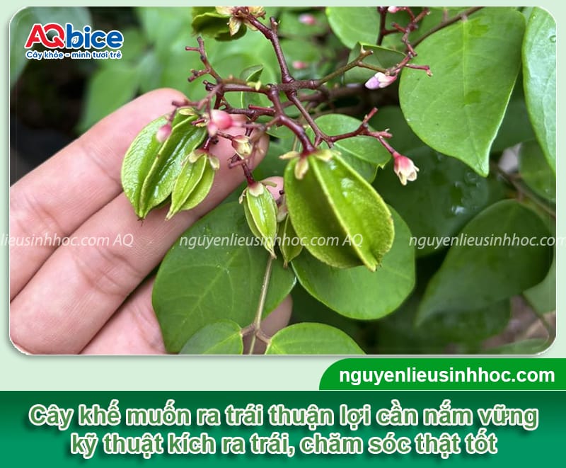 Cách kích khế ra trái đơn giản, đảm bảo năng suất vượt trội