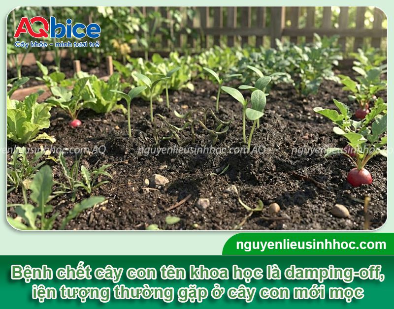 Bệnh chết rạp cây con là gì? Nguyên nhân và thuốc đặc trị