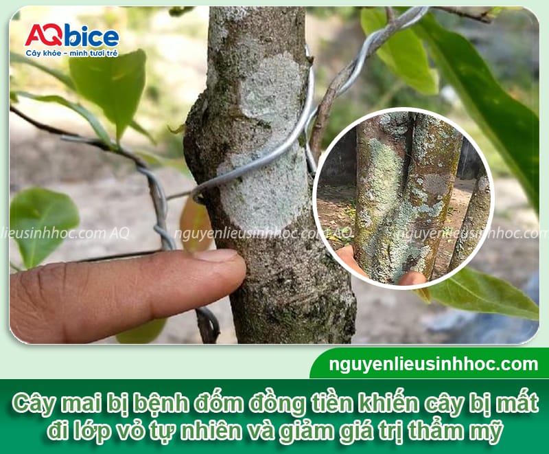 Nguyên nhân bệnh đốm đồng tiền trên cây mai và cách điều trị