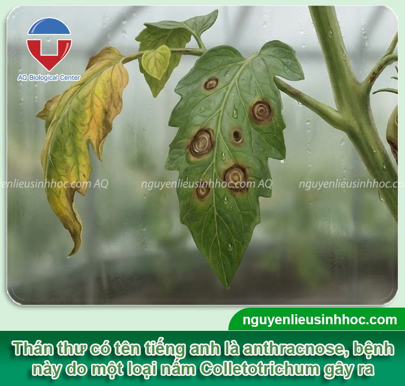 Bệnh thán thư là gì? Nguyên nhân, Dấu hiệu và thuốc đặc trị 1 Bệnh thán thư là gì? Nguyên nhân, Dấu hiệu và thuốc đặc trị