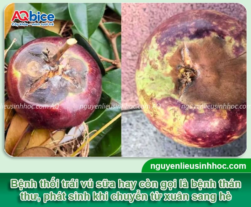 Nguyên nhân bệnh thối trái vú sữa và cách phòng trừ