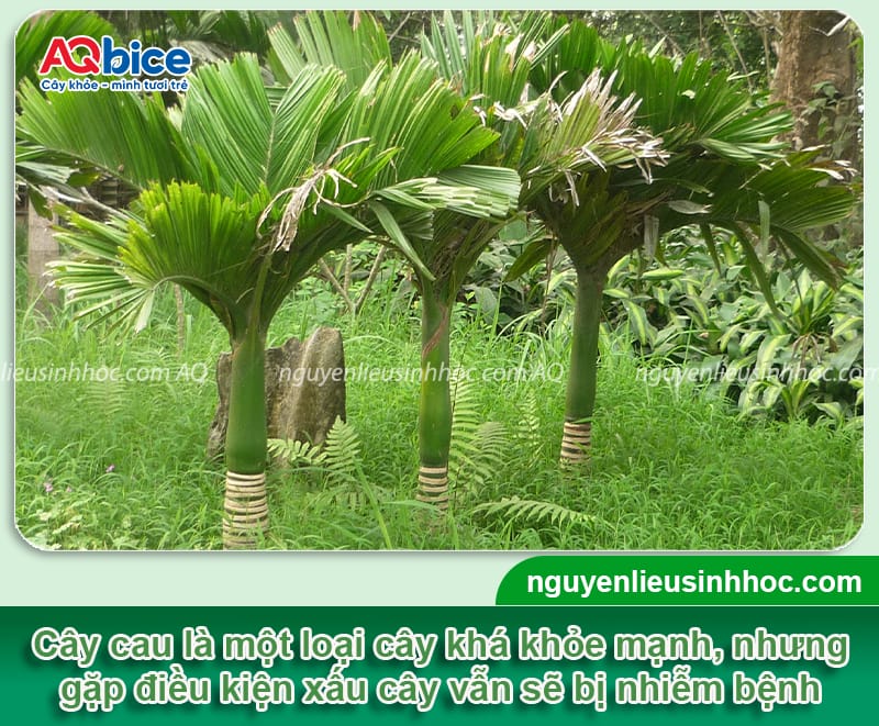 Các bệnh thường gặp ở cây cau: Triệu chứng và cách phòng trừ